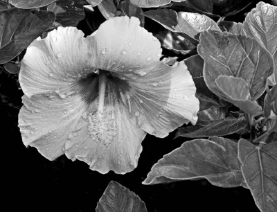 Click here to view at full resolution.