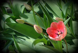 Won't Be Long!! by Starglow, photography->flowers gallery
