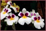 Pansy Orchids by trixxie17, photography->flowers gallery