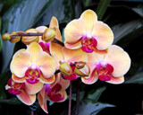 Happy New Year Orchids by trixxie17, photography->flowers gallery