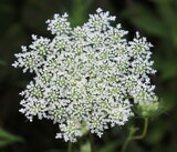 Queen Anne`s Lace by Tomeast, photography->flowers gallery