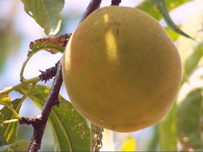 Click here to view at full resolution.