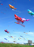 A Sky Full Of Kites by braces, Photography->Skies gallery