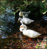 Five Little Ducks by LynEve, Photography->Birds gallery