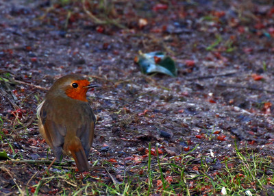 Click here to view at full resolution.