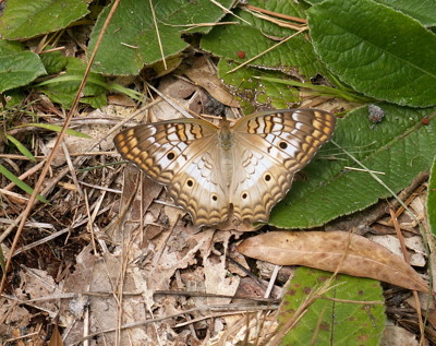 Click here to view at full resolution.