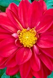 Smile Your on Candid Camera by tigger3, photography->flowers gallery