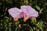 Ipomoea by Rahjure, photography->flowers gallery