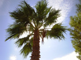 Las Vegas Palm Tree by RenieRenee, Photography->Nature gallery