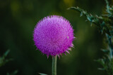 Emerging Thistle Bloom (3) by Pistos, photography->flowers gallery