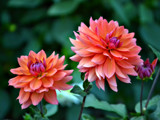 Pair of Dahlias by Ramad, photography->flowers gallery