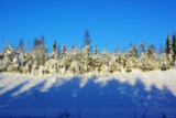 Forest Choir #1 by MarianaEwa, Photography->Landscape gallery