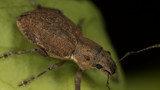 Fuller's rose weevil by ryzst, photography->insects/spiders gallery