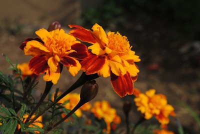 Click here to view at full resolution.