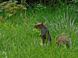 Secret Squirrel by biffobear, photography->animals gallery