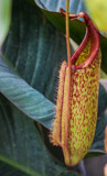 Pitcher Plant by Pistos, photography->flowers gallery