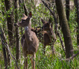 The Watchers by Pistos, photography->animals gallery