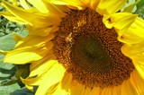 Summer Sunflowers #2 by LynEve, photography->flowers gallery