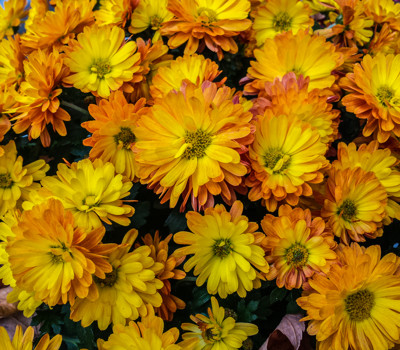 Click here to view at full resolution.
