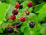 Blackberrys by rvdb, photography->gardens gallery