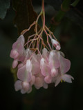 Begonia Blossoms by Pistos, photography->flowers gallery