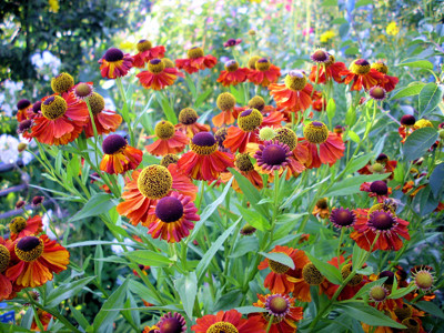 Click here to view at full resolution.