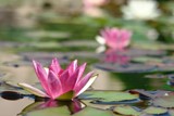 Lily Pads and Flowers, Denver by imbusion, photography->flowers gallery