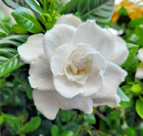 How Sweet It Is by Texan1968, photography->flowers gallery