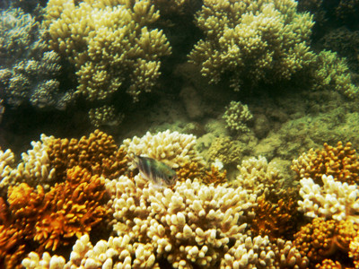 Click here to view at full resolution.