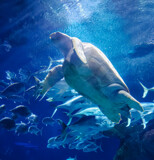 Dude! by Pistos, photography->underwater gallery