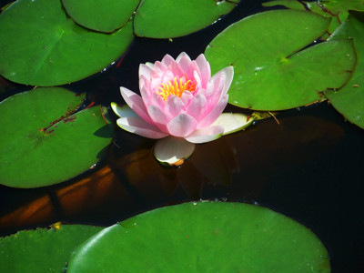 Click here to view at full resolution.