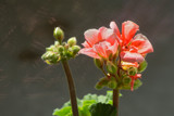 Geranium by Ramad, photography->flowers gallery