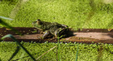 A Frog on a Log in a Bog by Pistos, photography->reptiles/amphibians gallery