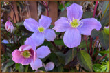Clematis by LynEve, photography->flowers gallery