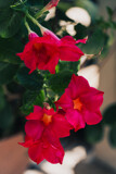 Crimson Red Dipladenia by Pistos, photography->flowers gallery