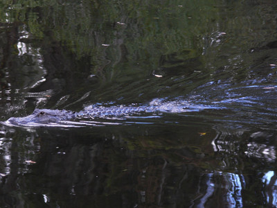 Click here to view at full resolution.