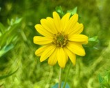 Garden Bloom in Yellow by Tiggs, photography->flowers gallery