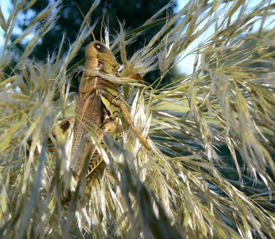 Click here to view at full resolution.