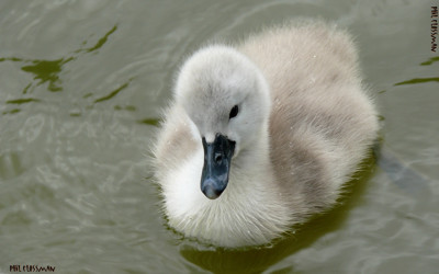 Click here to view at full resolution.