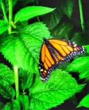 First One this Summer by Starglow, photography->butterflies gallery
