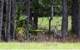 Mama Crane &amp; Colt by 0930_23, photography->birds gallery