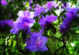 Glowing Rhododendron by LynEve, photography->flowers gallery