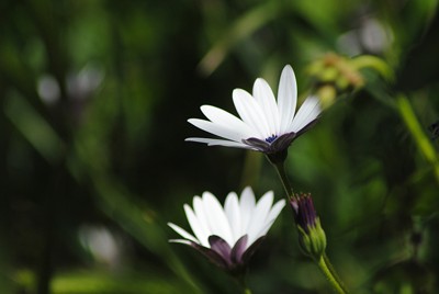Click here to view at full resolution.