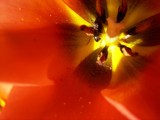 tulip with bug by Nico_nl, Photography->Insects/Spiders gallery