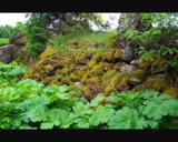 mossy stones... by persona, Photography->Landscape gallery