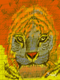 Tiger Sketch by bfrank, illustrations gallery