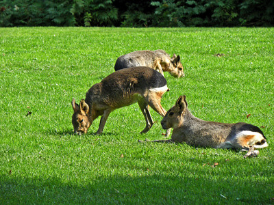 Click here to view at full resolution.