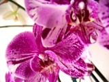 Orchids of Love by SamanthaHoran, photography->flowers gallery