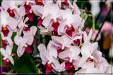 F² Orchids 8 by corngrowth, photography->flowers gallery F² Orchids 8 by corngrowth, photography->flowers gallery