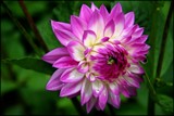 Dahlia by LynEve, photography->flowers gallery